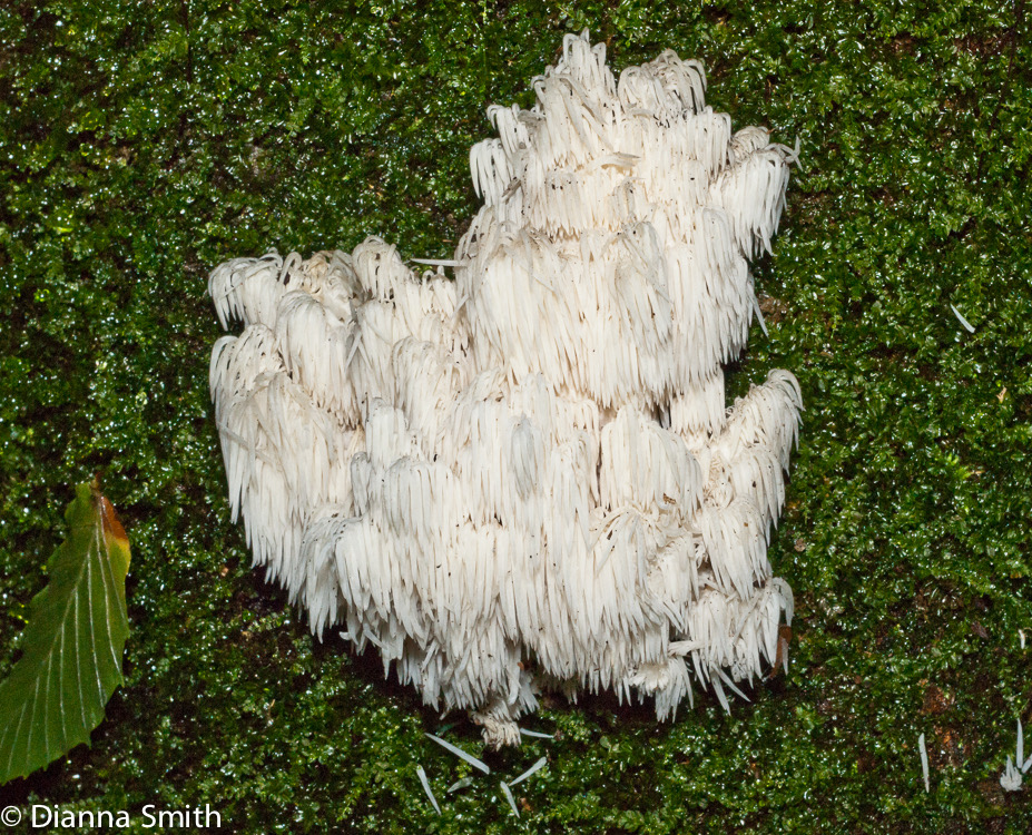 Hericium americanum02071