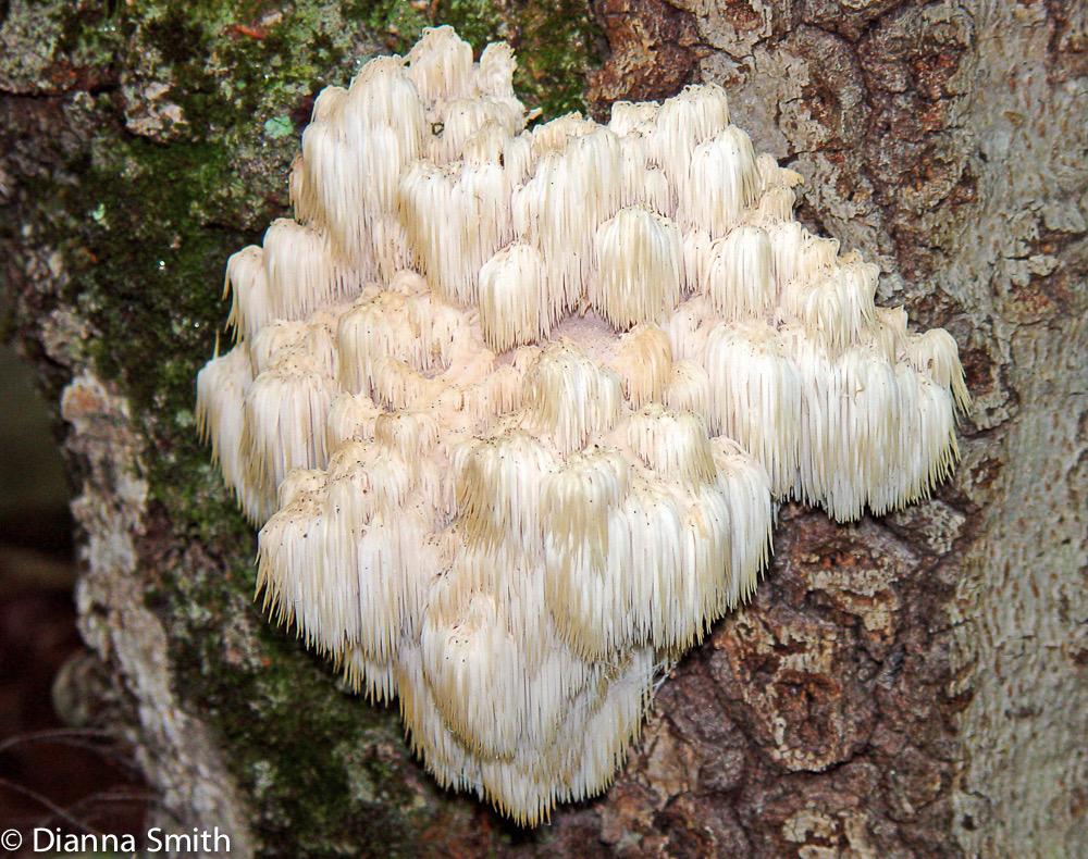Hericium americanum