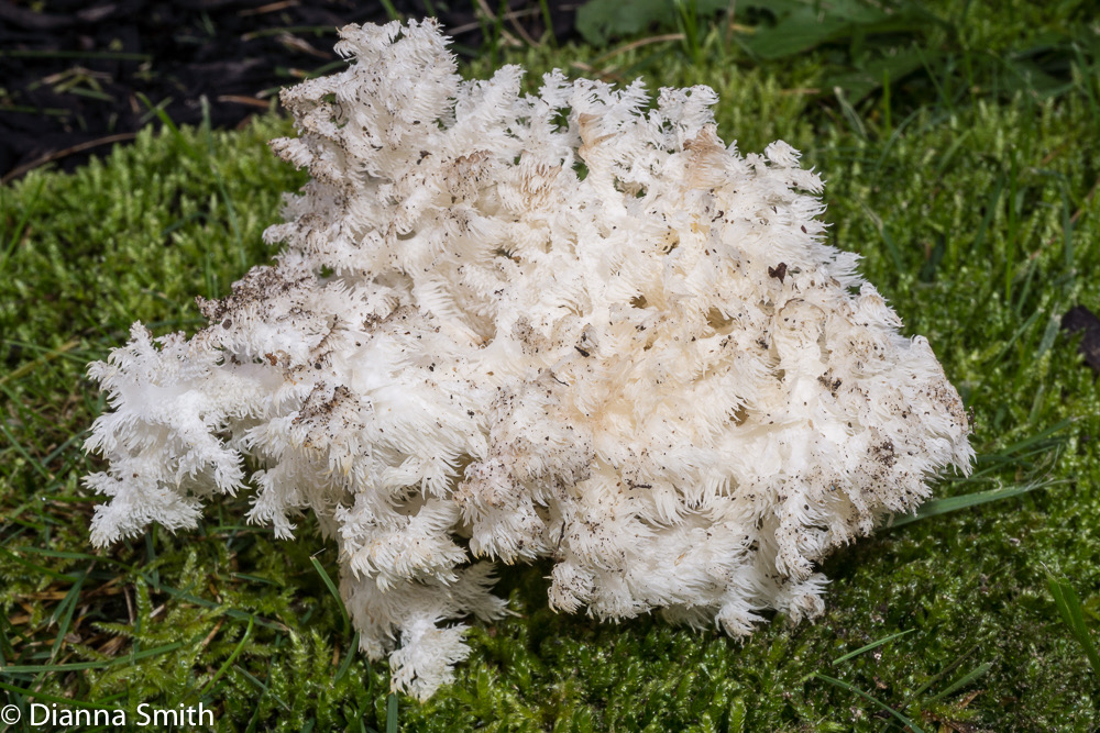 Hericium coralloides 05557