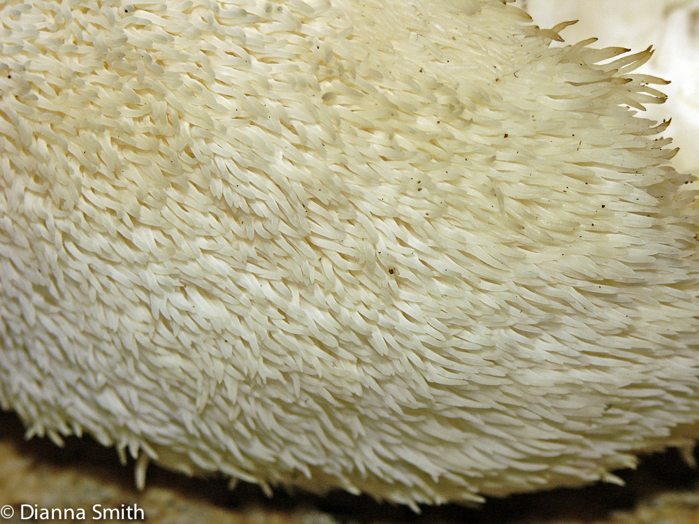 Hericium erinaceum4616