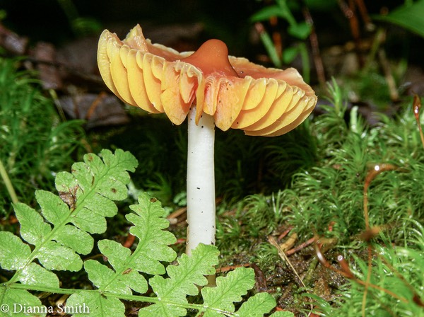Humidicutis (Hygrocybe) marginata1576