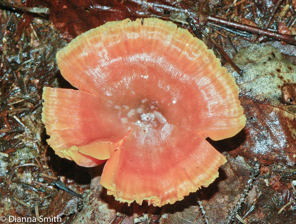 Humidicutis marginata var. olivacea (Hygrocybe marginata var. olivacea)1599