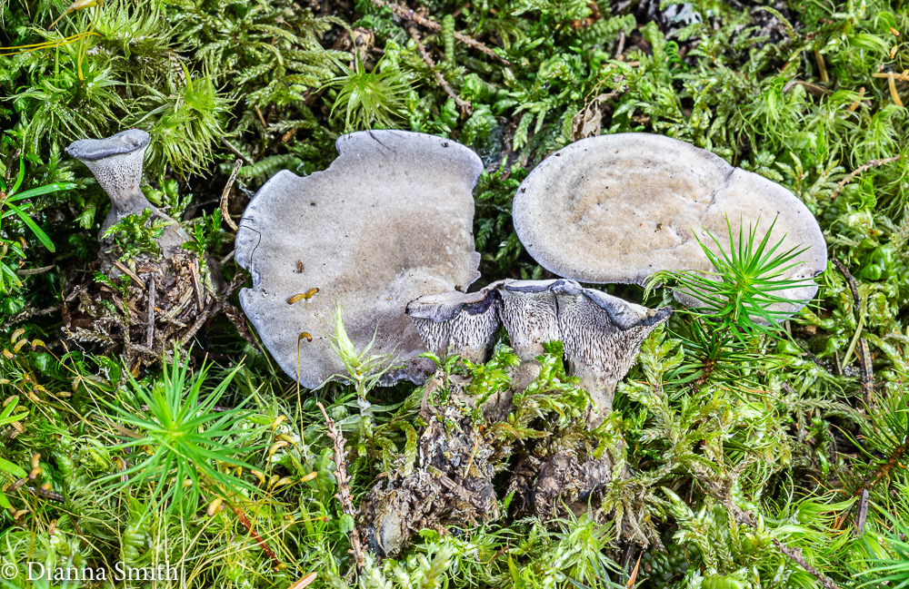 Hydnellum caeruleum 02011