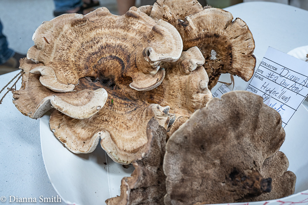 Hydnellum cristata 02471