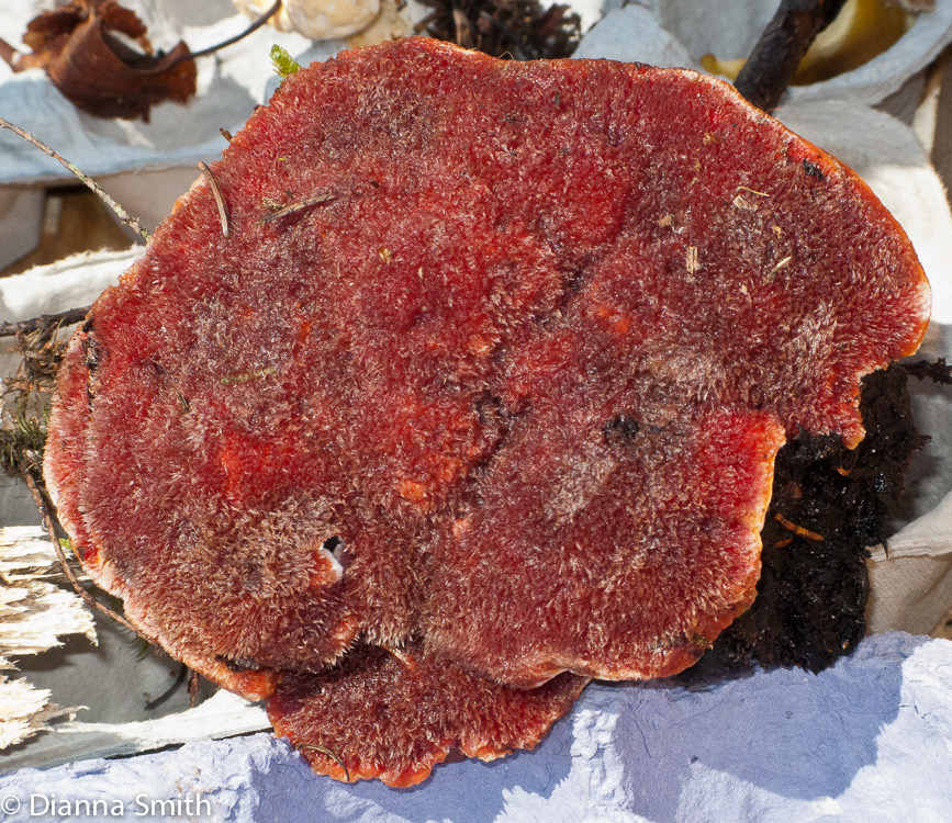 Hydnellum diabolus 2183