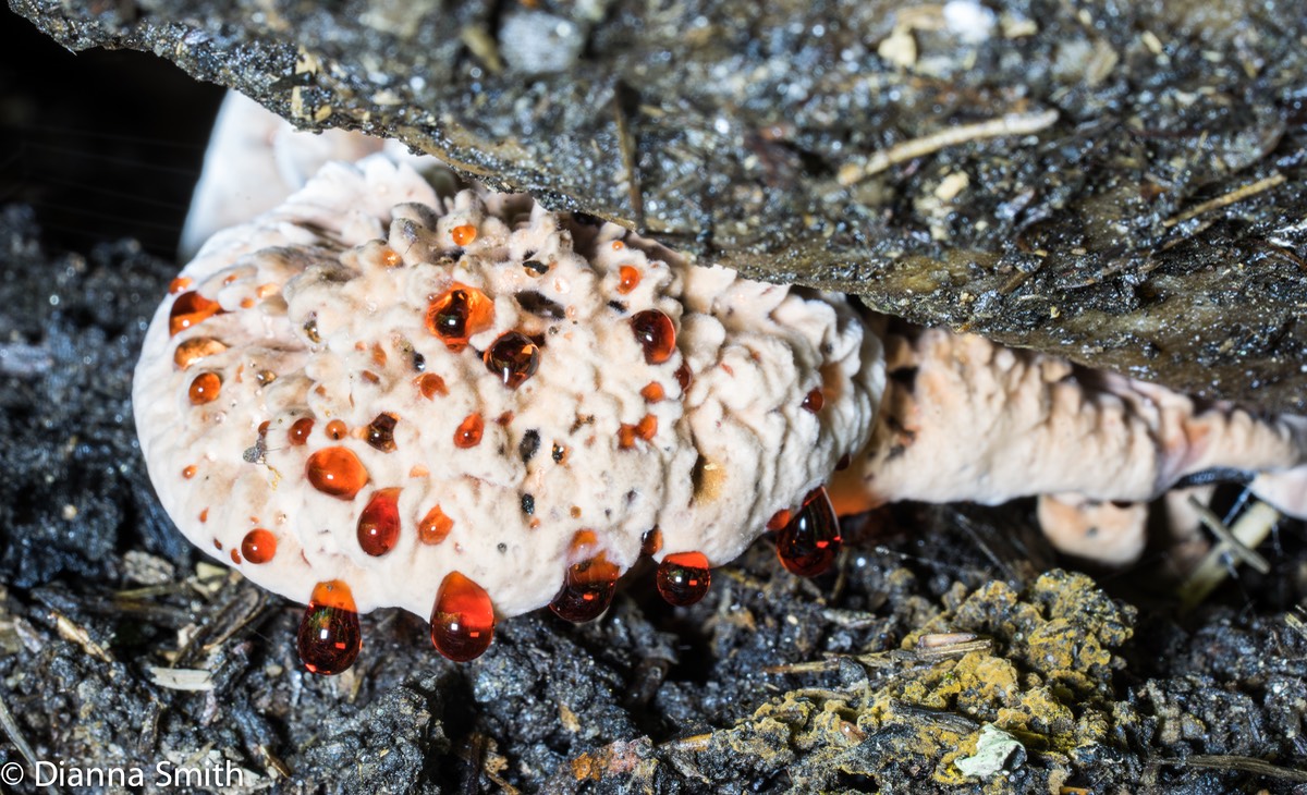 Hydnellum peckii 03160