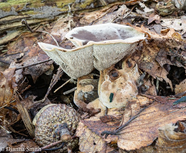 Hydnellum spongiosipes02614