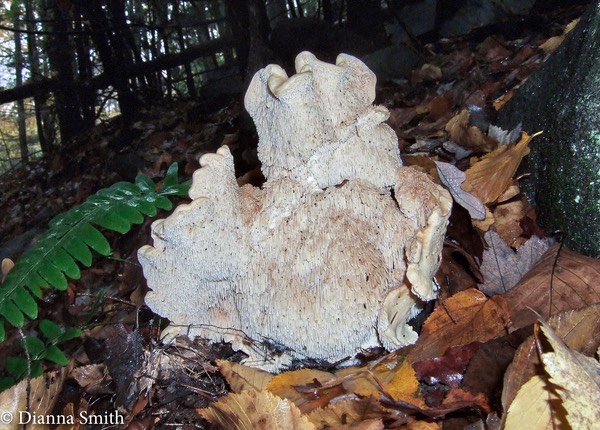 Hydnum albomagnum 7565-2