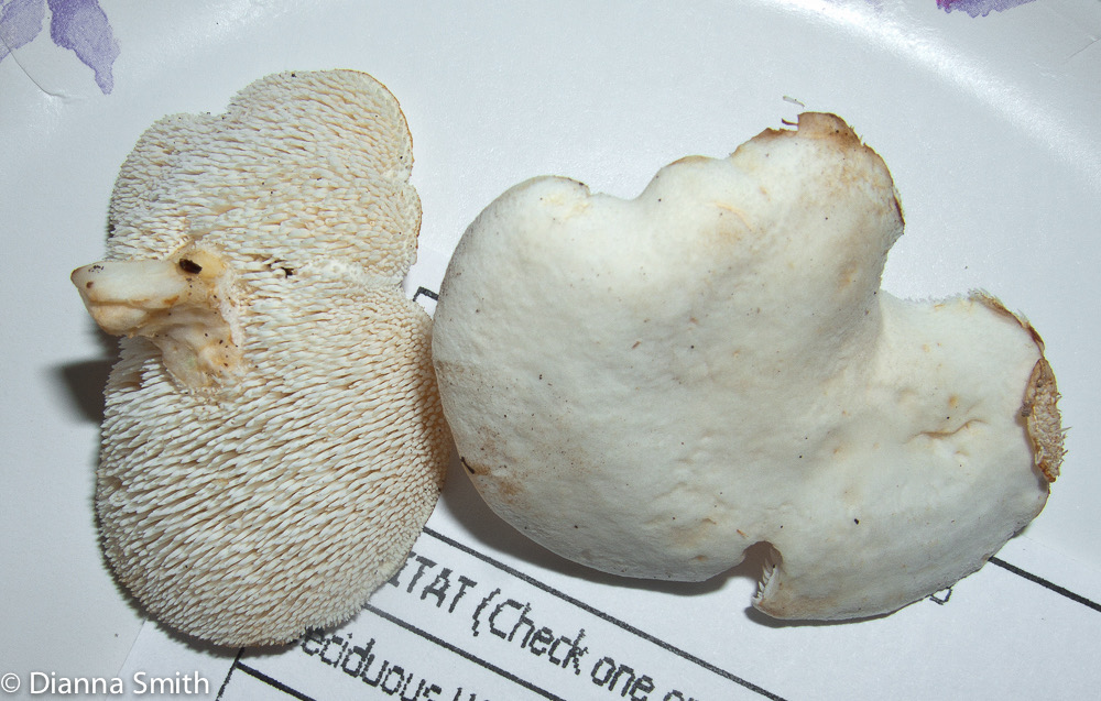 Hydnum albidum 9995