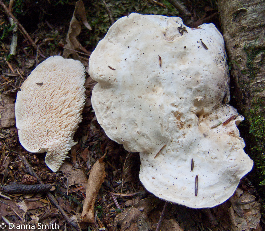 Hydnum repandum var. album090306021