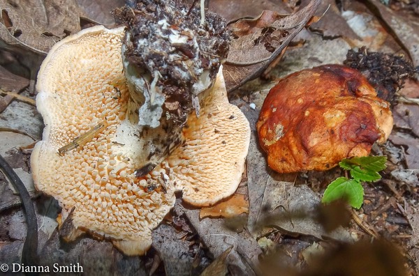 Hydnum rufescens 08129