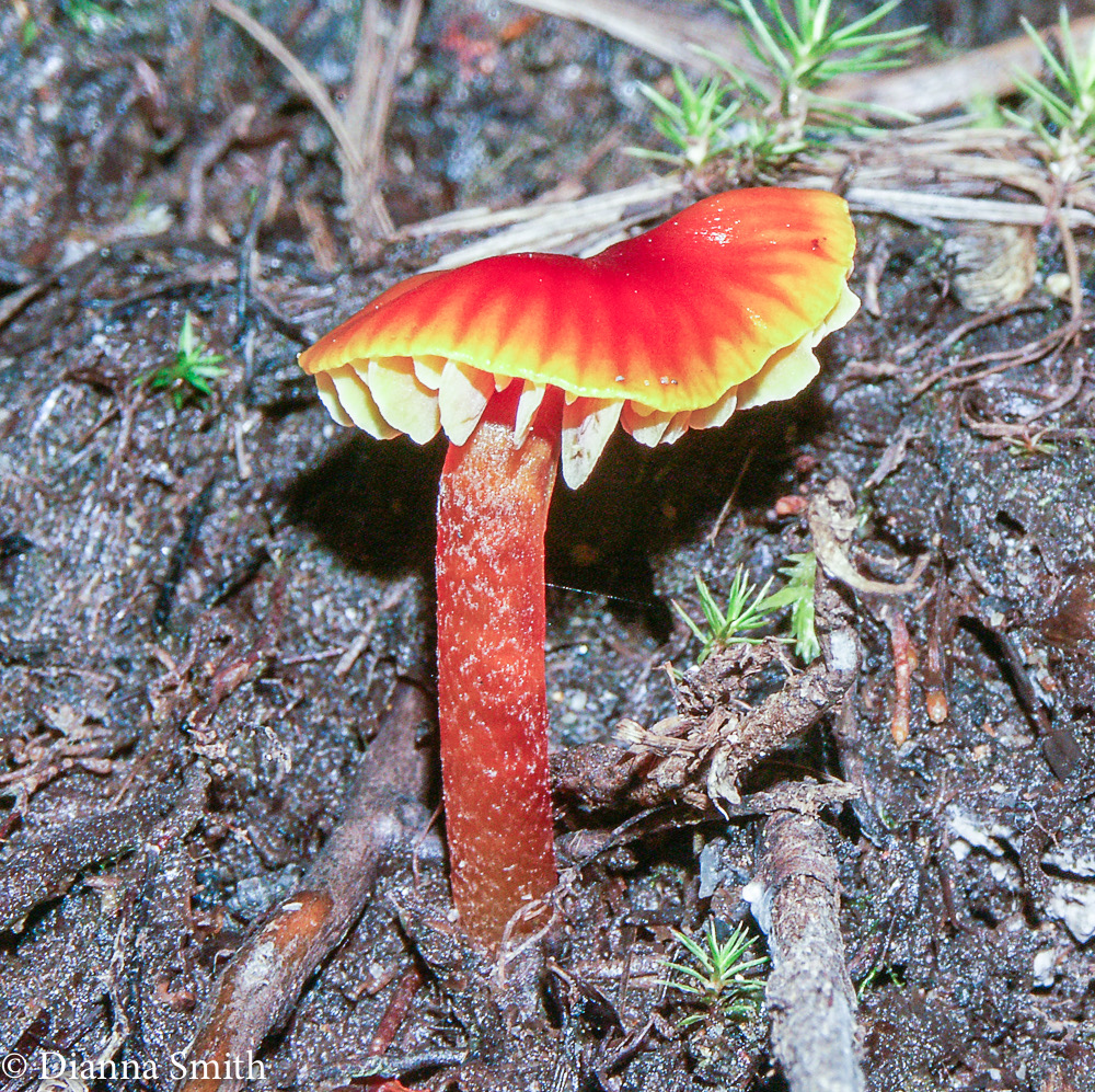 Hygrocybe mucronella or minutula 0346