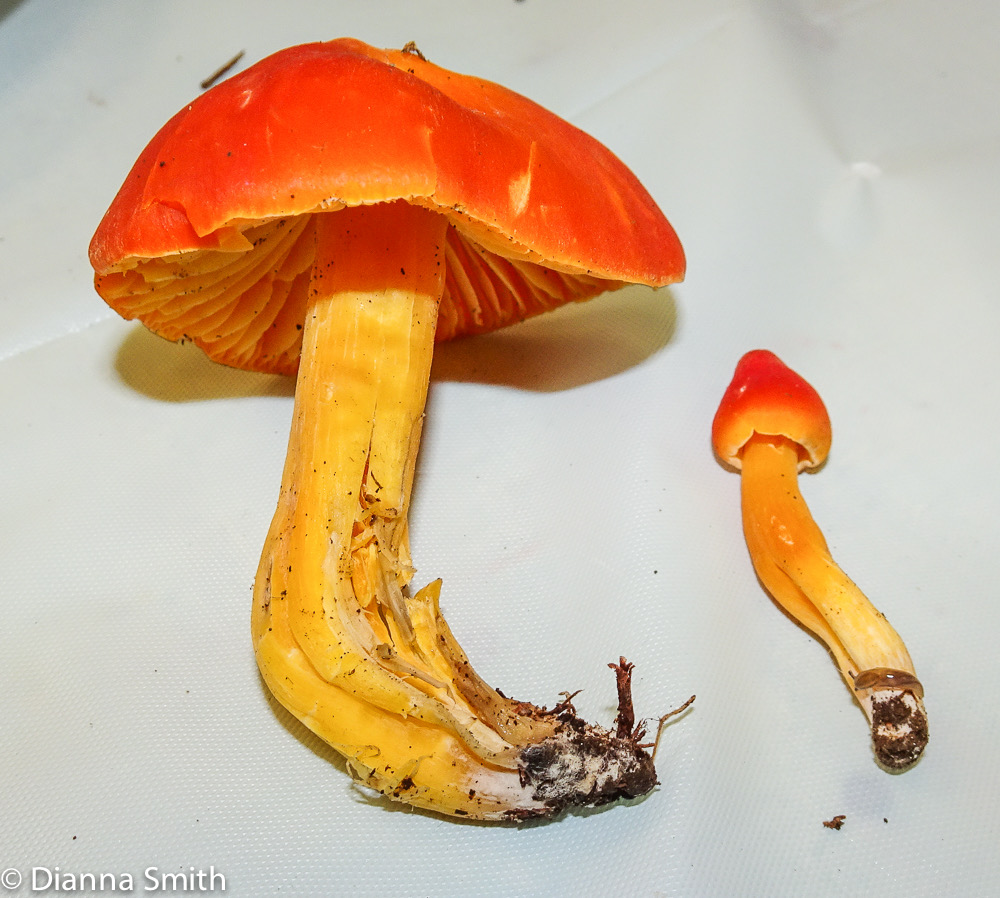 Hygrocybe punicea 03073