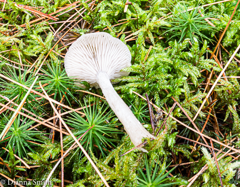 Hygrophorus 06198