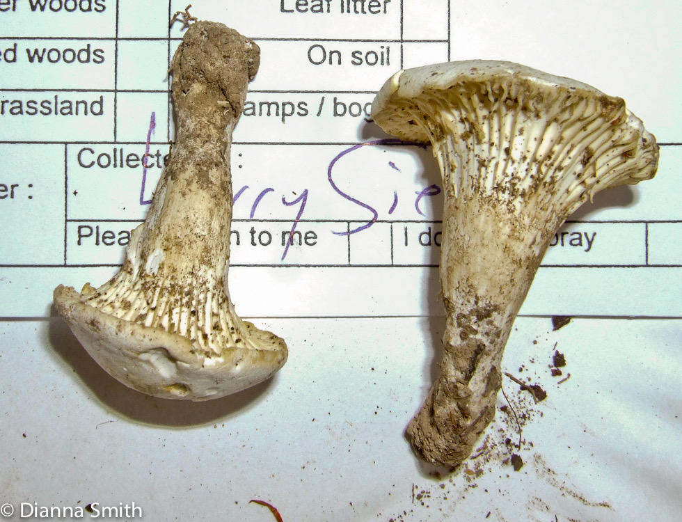 Hygrophorus angustifolius 9351