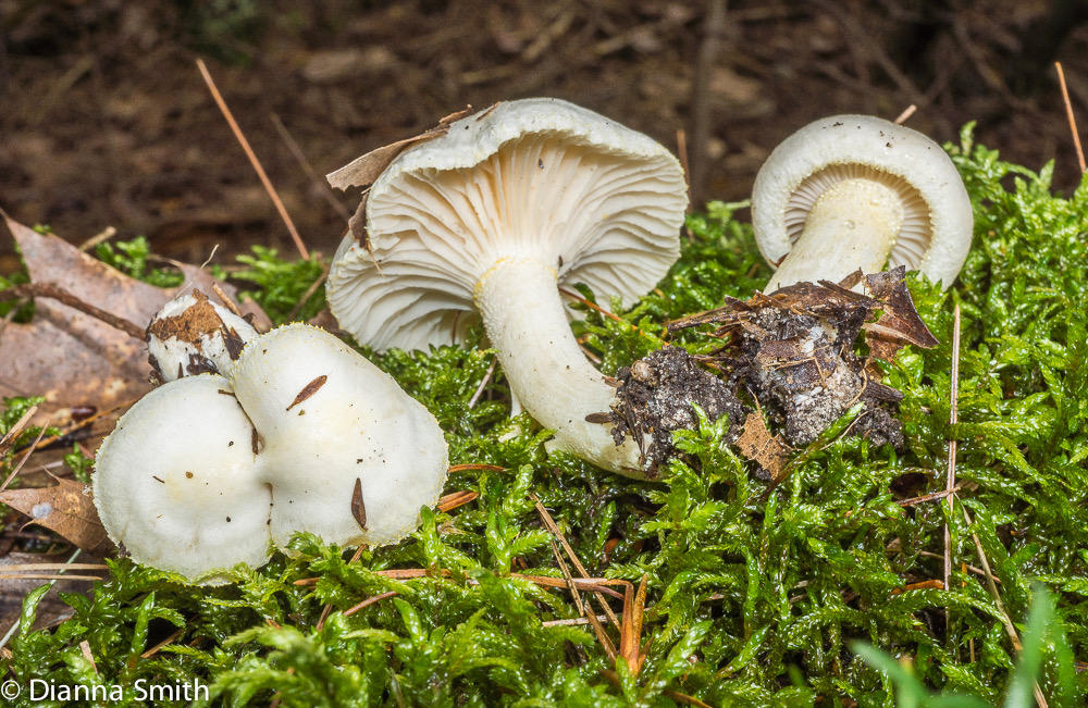Hygrophorus chrysodon 05892