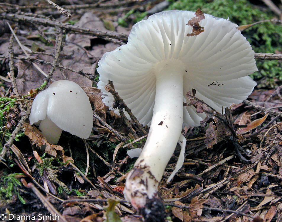 Hygrophorus eburneus7614