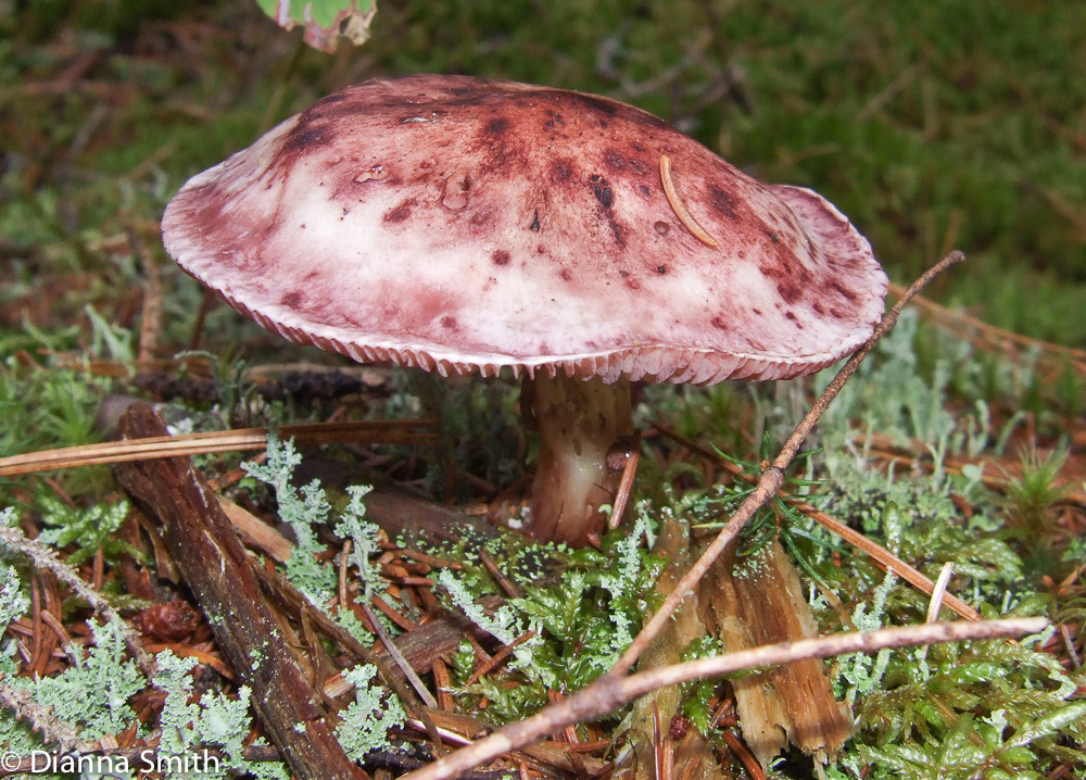 Hygrophorus erubescens 10080034