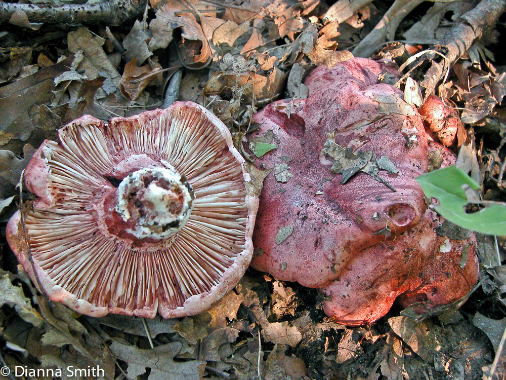 Hygrophorus russula8451