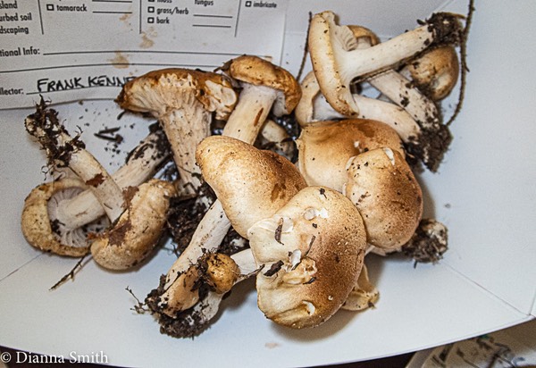 Hygrophorus tennesseensis 9090981
