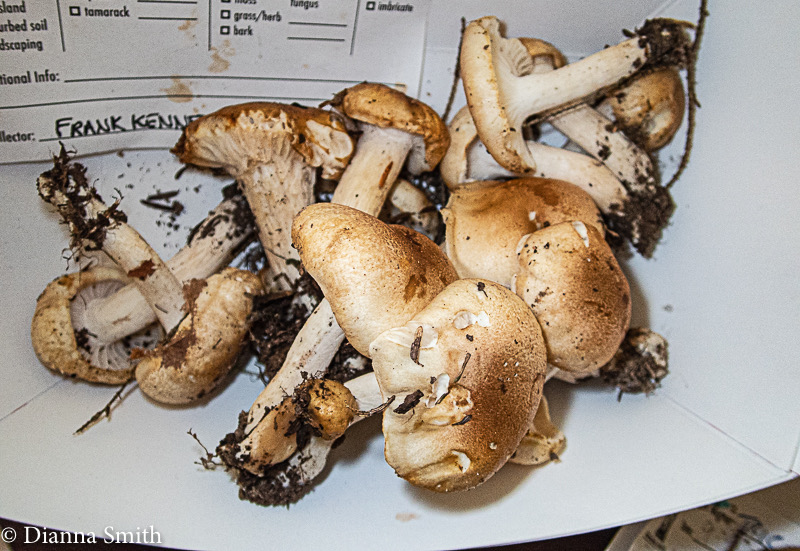 Hygrophorus tennesseensis 9090981