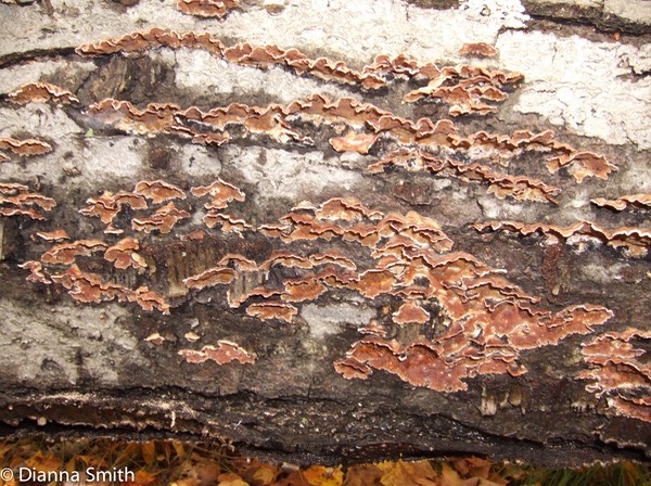 Hymenochaete badio-ferruginosa01090052