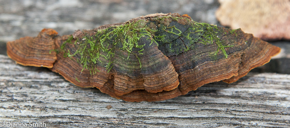 Pseudochaete tabacina (Hymenochaete badioferruginea, H. rubiginosa) 4448