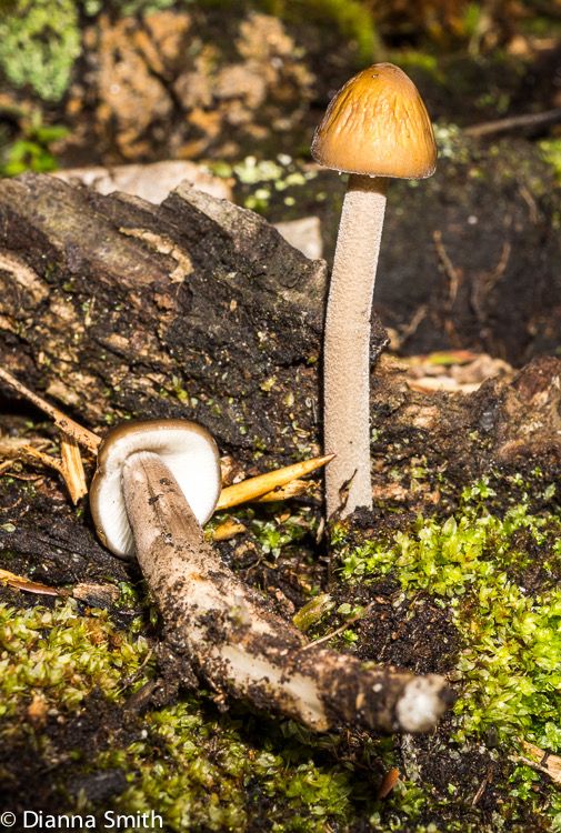 Hymenopellis furfuracea (Xerula furfuracea)02371