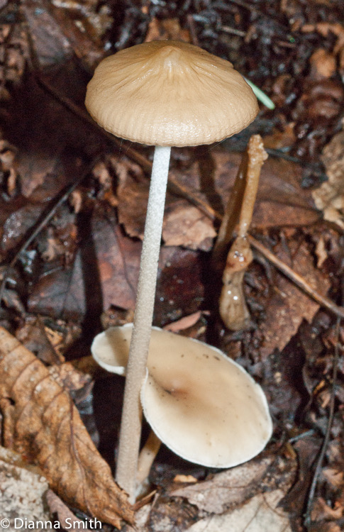 Hymenopellis furfuracea (Xerula furfuracea)01808