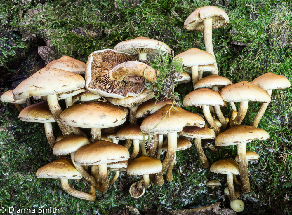 Hypholoma capnoides03866