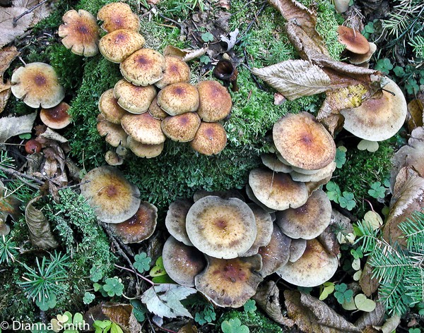 Hypholoma capnoides1537