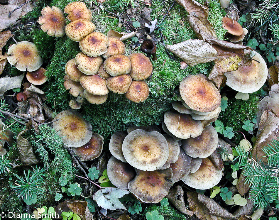 Hypholoma capnoides1537