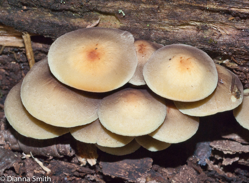 Hypholoma fasciculare03153