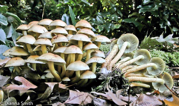 Hypholoma fasciculare1918