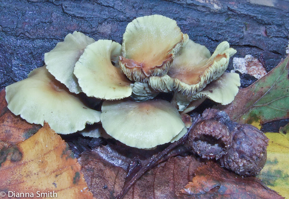 Hypholoma fasciculare6801