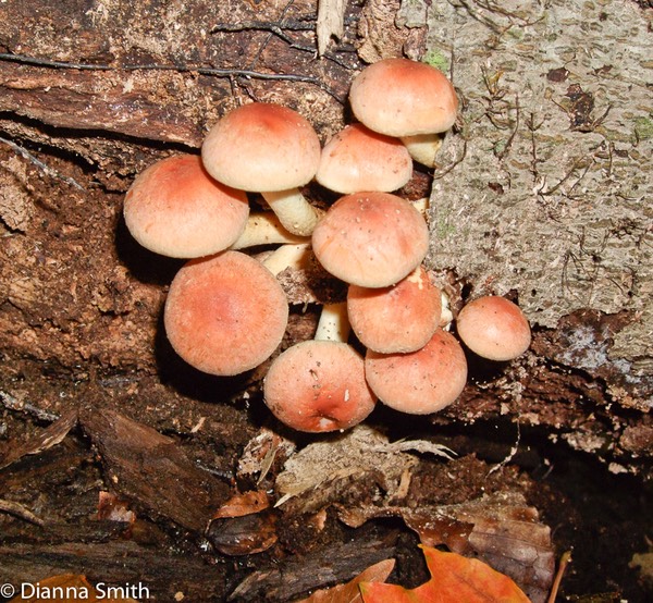 Hypholoma lateritium (Hyphomloma sublateritium)0222