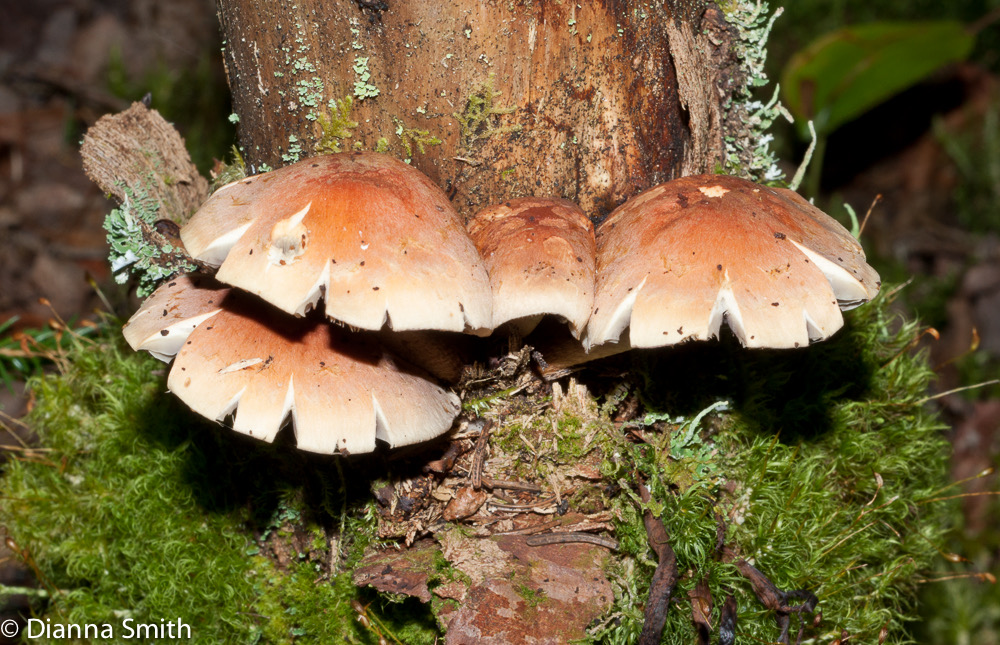 Hypholoma lateritium (Hyphomloma sublateritium)03382