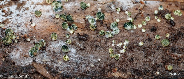 Hypocrea strictipilosa 04069