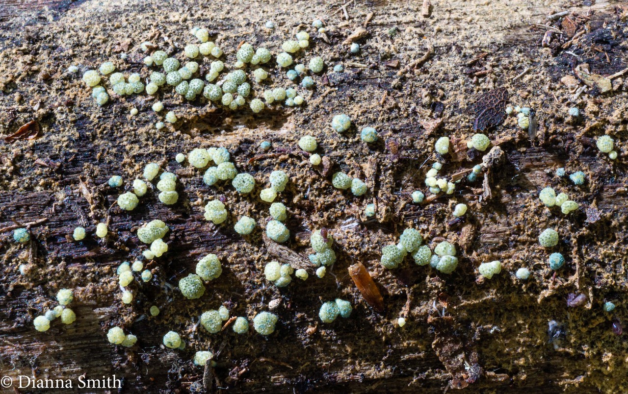 Hypocrea strictipilosa 03844