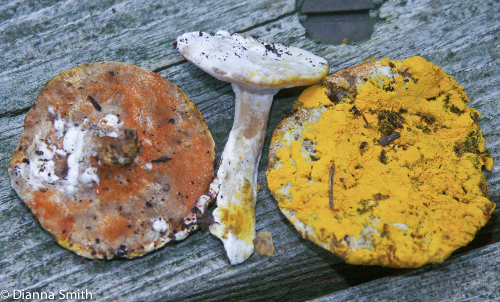 Hypomyces chrysospermus1152