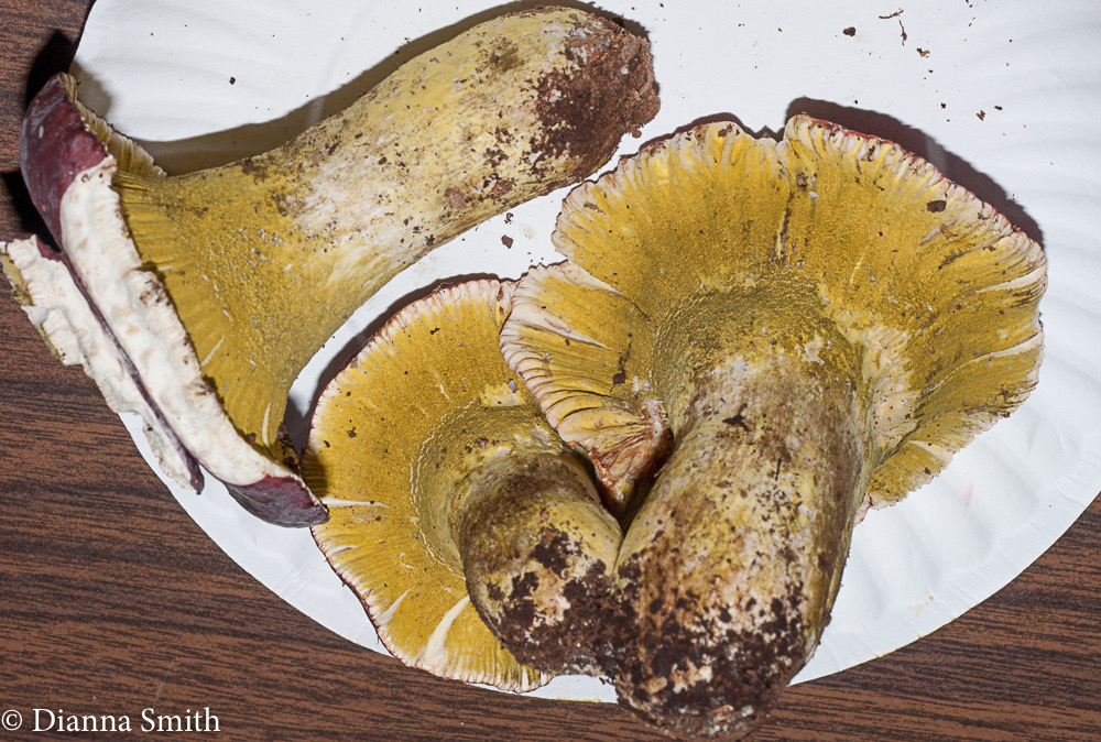 Hypomyces luteovirens03014