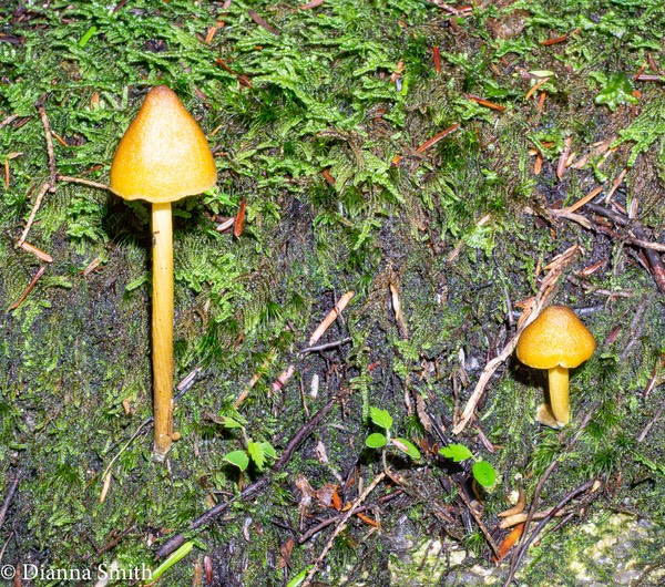 Inocephalus luteus (Entoloma luteum,  Nolanea lutea) 01857
