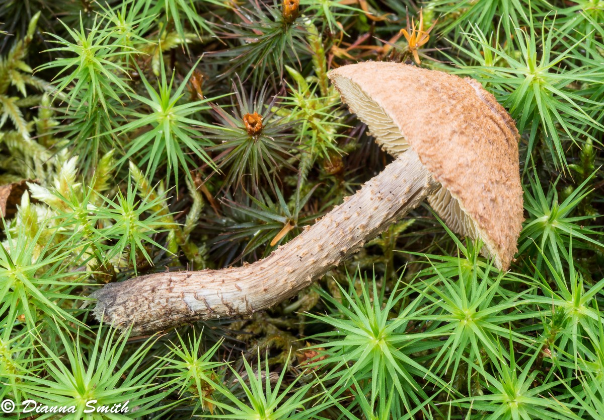 Inocybe calamistrata02036