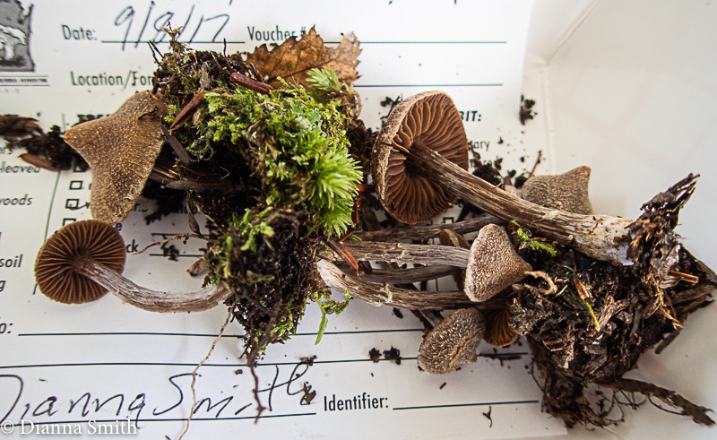 Inocybe flexipes 9080690