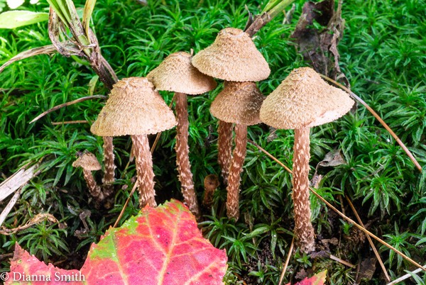 Inocybe histrix or languinosa 04875
