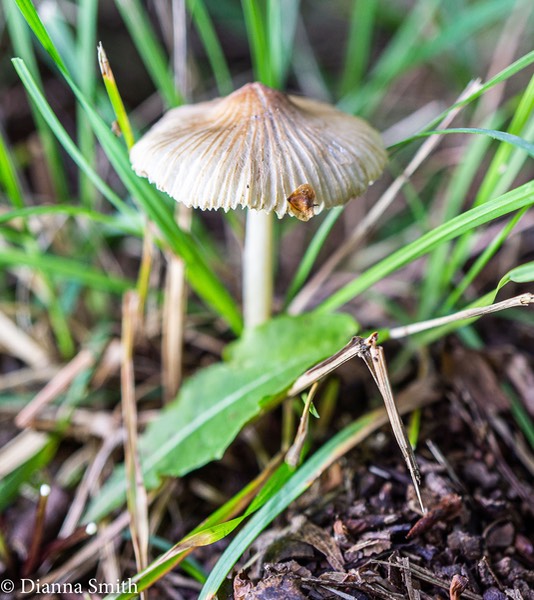 Inocybe rimosa 01287