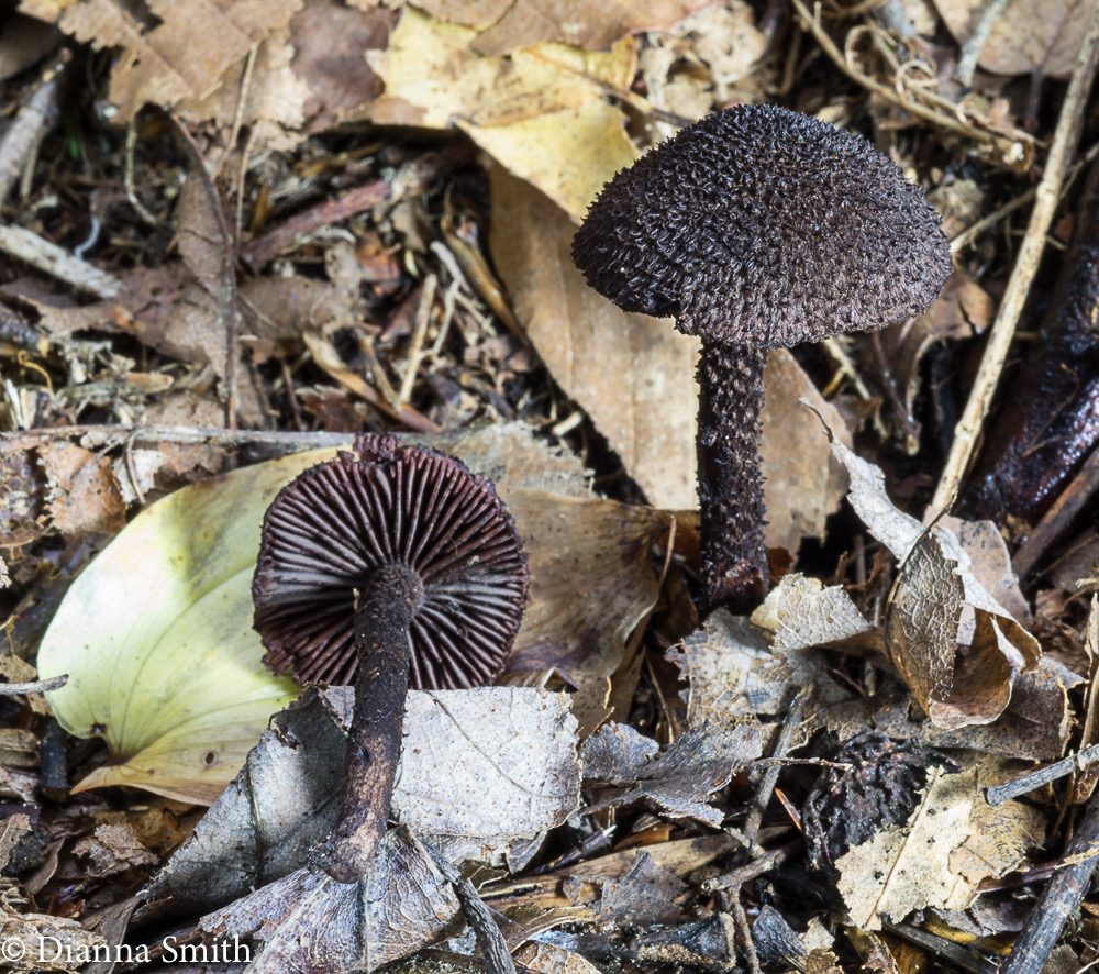 Inocybe tahquamenonensis D.E. Stuntz 02175