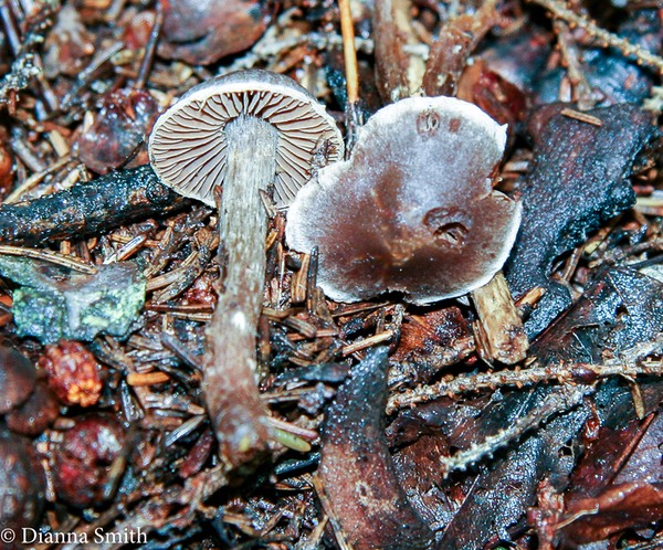 Inocybe tubarioides? 0177