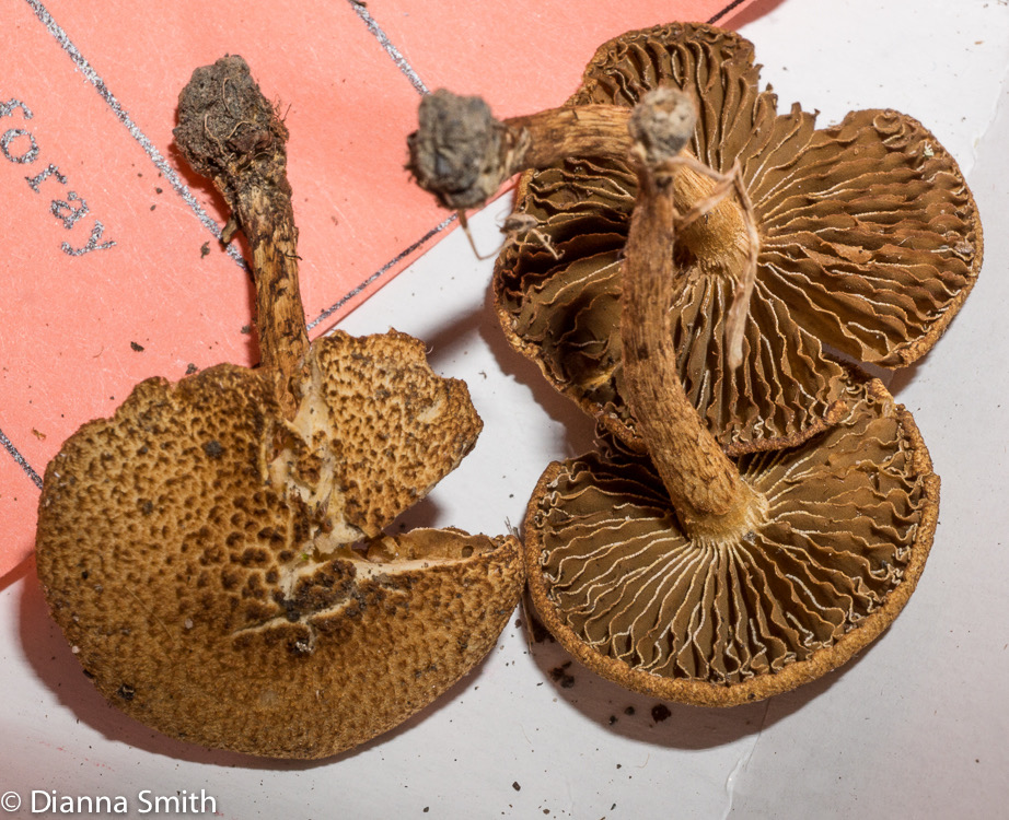 Inocybe unicolor01467