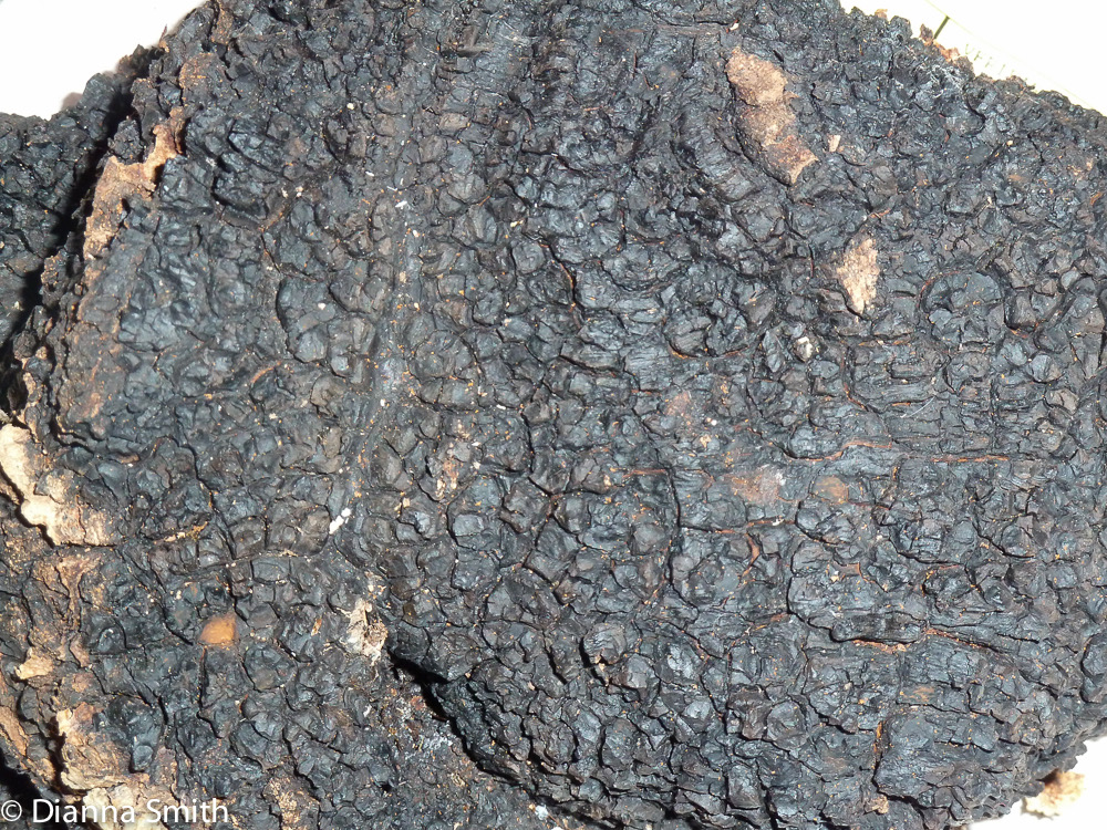 Inonotus obliquus1020888